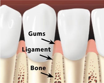 Gums, ligaments, and bone