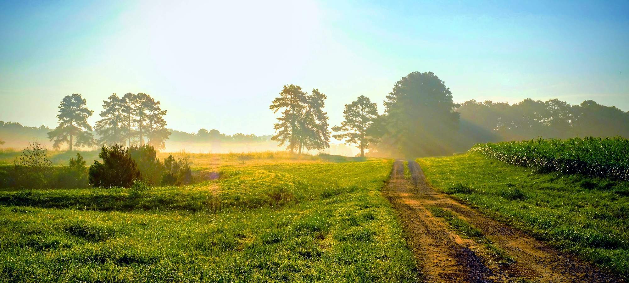 Wisdom Teeth Roseville 3rd Molars Folsom Impacted Tooth Auburn